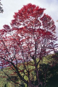 大紅葉