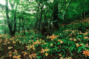 井原山のオオキツネノカミソリ