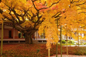 雷山千如寺大悲王院の紅葉