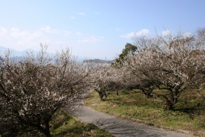 小富士梅林