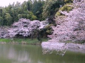 湖畔にたたす繧凾ﾞ桜