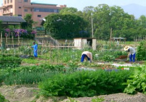 伊都貸農園