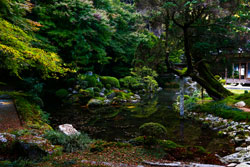 Spiritual_Greenery_s