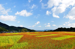 yosiinoakamai_s